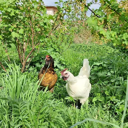 Laendlicher Oeko-flair Im Strohhaus *